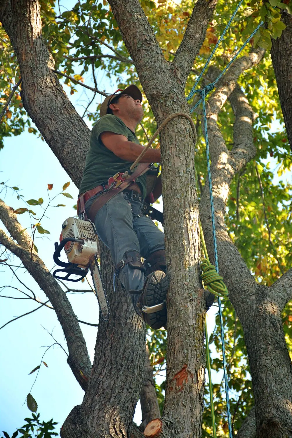 Arborist in a safety harness climbing a tree